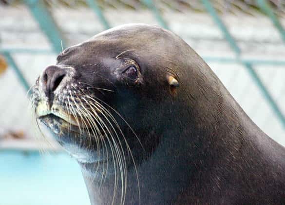 動物図鑑・オタリア